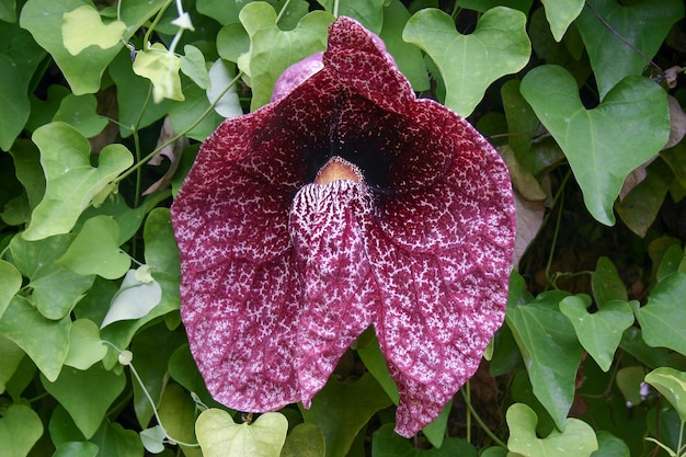 Calicobloem of Elegant Dutchman's Pipe (Aristolochia littoralis) groeit in Funchal