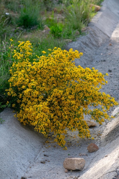 Photo calicotome spinosa spiny broom