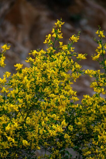 Calicotome spinosa stekelbezem