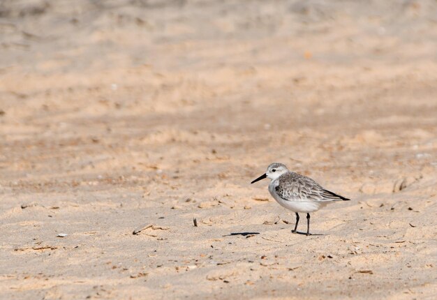 Photo calidris alba or sandpiper on the beach