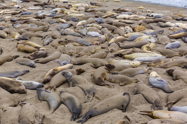 California elephant seals in piedras blancas punt big sur