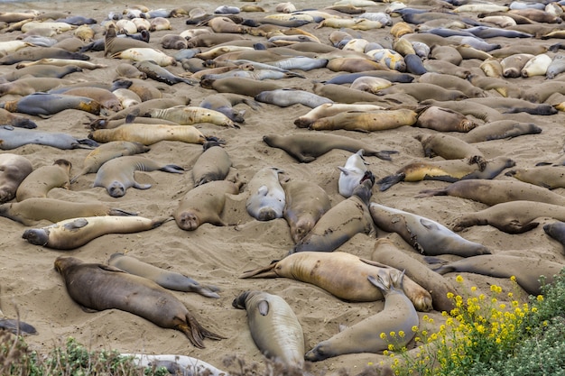 California Elephant Seals in Piedras Blancas point Big Sur