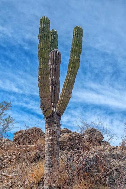 Калифорнийский гигантский пустынный кактус вблизи