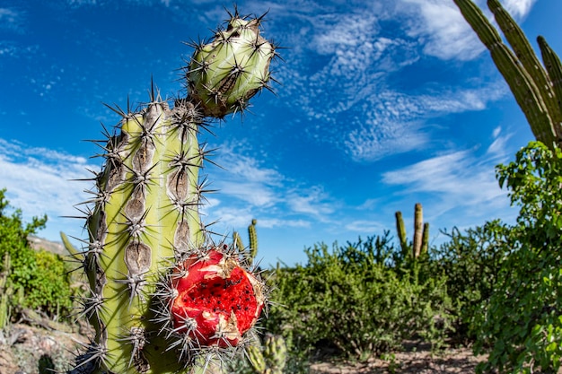 California giant desert cactus close up