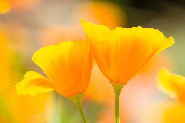 California golden poppies