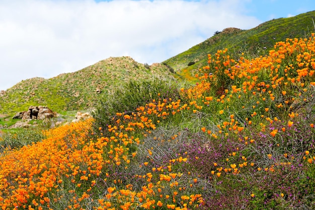 California Golden Poppy en Goldfields bloeien in Walker Canyon, Lake Elsinore, CA. VS.