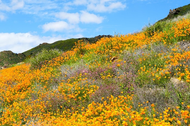 California Golden Poppy와 Goldfields는 캘리포니아 주 Elsinore 호수의 Walker Canyon에 피어 있습니다. 미국.