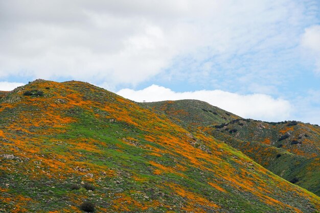 California Golden Poppy와 Goldfields는 캘리포니아 주 Elsinore 호수의 Walker Canyon에 피어 있습니다. 미국.