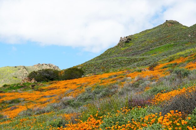 California Golden Poppy와 Goldfields는 캘리포니아 주 Elsinore 호수의 Walker Canyon에 피어 있습니다. 미국.