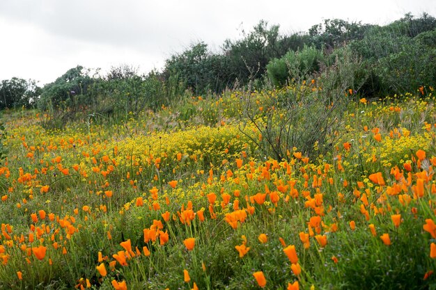 California Golden Poppy와 Goldfields는 캘리포니아 주 Elsinore 호수의 Walker Canyon에 피어 있습니다.