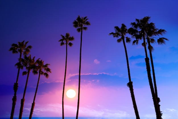 California high palm trees sunset sky silohuette background USA