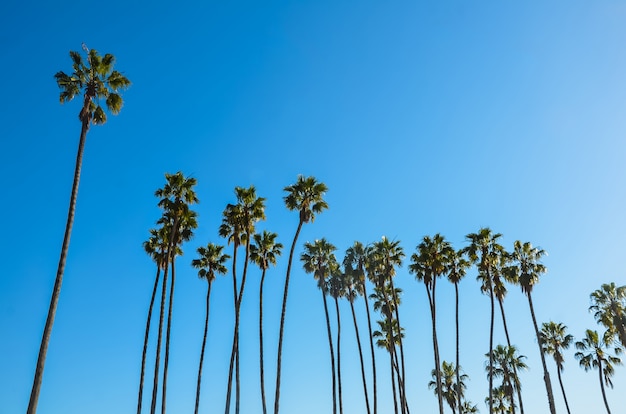 青い空にカリフォルニアの高いヤシの木