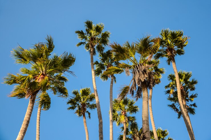 Photo 青い空にカリフォルニアの高いヤシの木