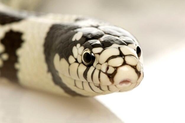 Калифорния Кингснейк - Lampropeltis getulus californiae в передней на белом изолированные