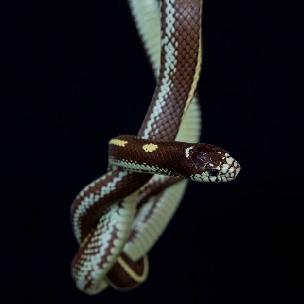 Photo the california kingsnake