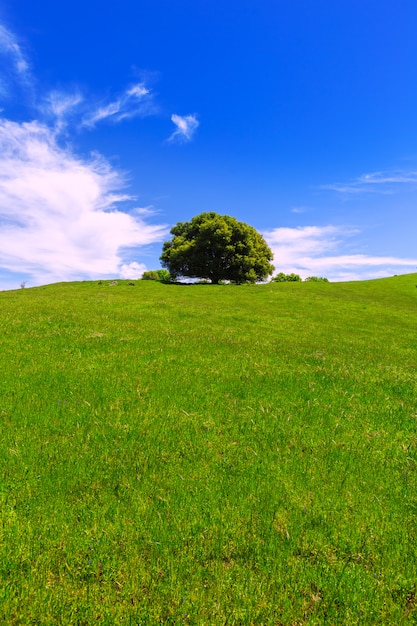 California meadow hills with oak tree