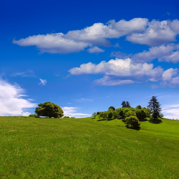 California meadow hills with oak tree