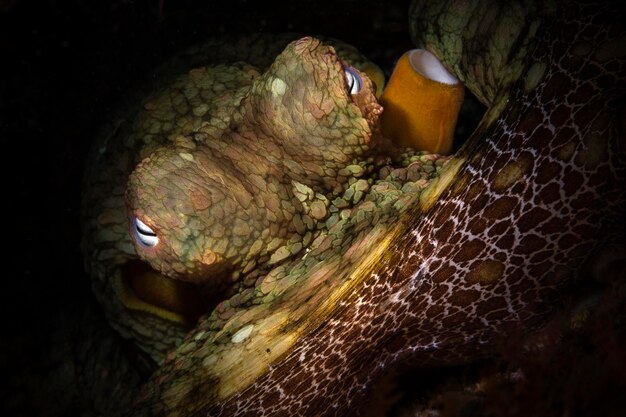 Foto un polpo della california si trova in una fessura permettendomi di illuminare i suoi occhi con un leggero snoot