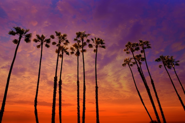 California palm trees sunset with colorful sky