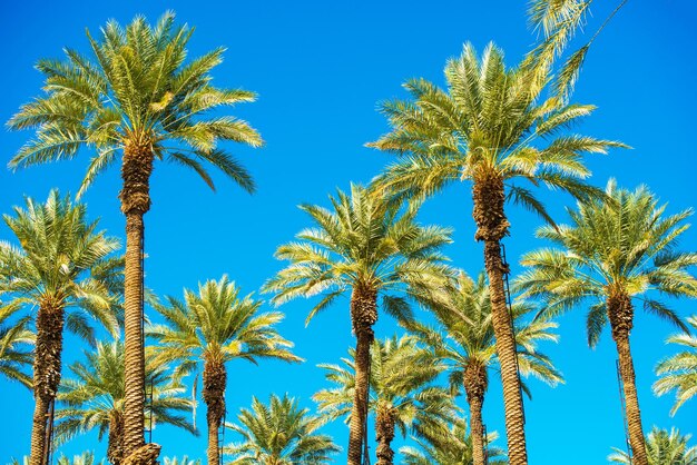 California palms