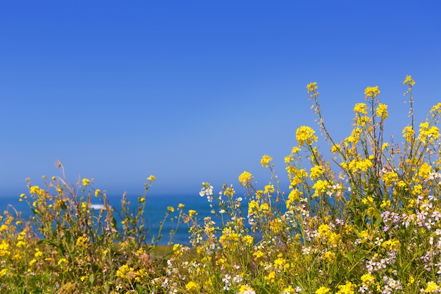 California Pigeon point spring flowers in Cabrillo Hwy coastal hwy 1