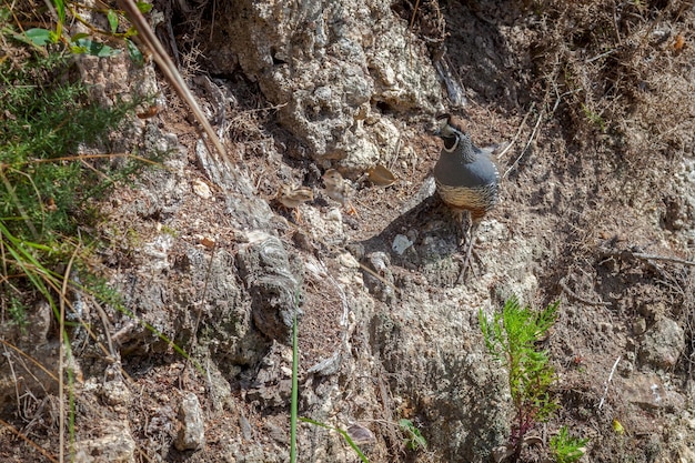 California Quail (Callipepla californica) with chicks in New Zealand