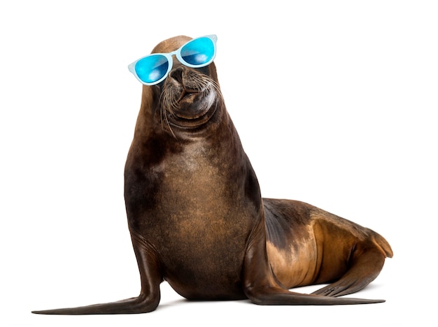 California Sea Lion, 17 years old, wearing sunglasses against white space