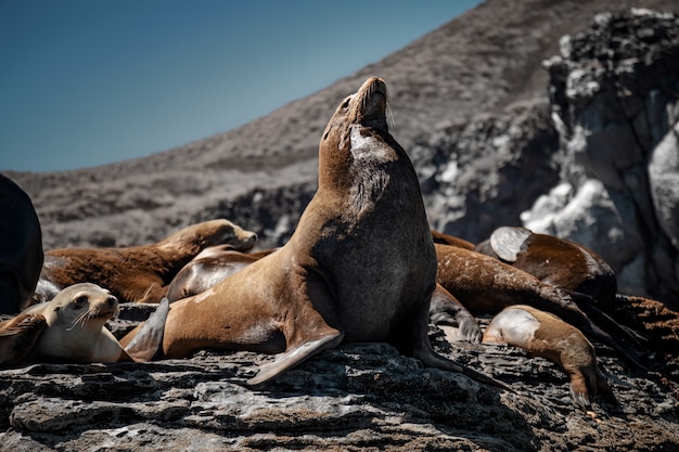 写真 コロナド島の岩の上で日光浴をしているカリフォルニアアシカ。バハカリフォルニア、カリフォルニア湾。