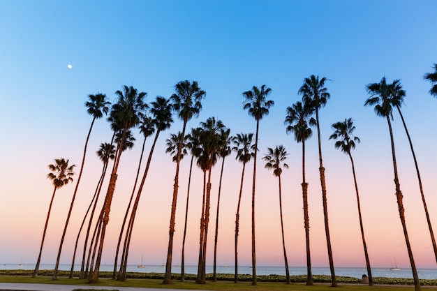 Калифорния закат ряды пальм в Санта-Барбаре