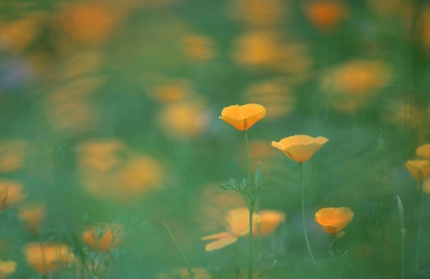 Photo californian poppies eschscholzia californica