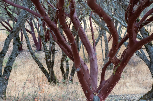 Californias Manzanita Grove in the woods