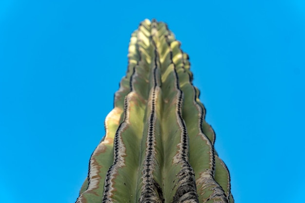 Californische gigantische woestijncactus close-up