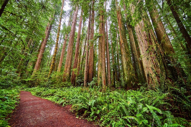 Californische iconische sequoia's met onverhard wandelpad