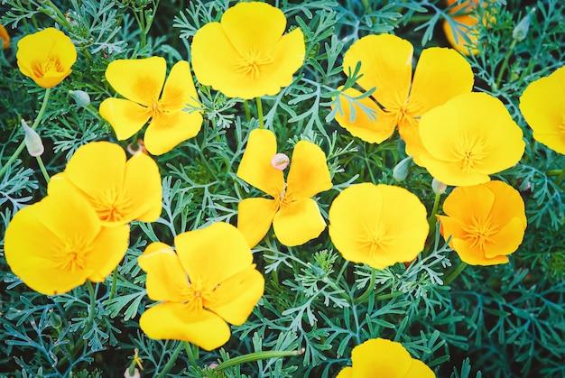 Californische Poppy Eschscholzia californica oranje bloemen bloeien in de tuin