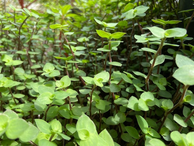 Calisia groeit in de tuin als sierplant