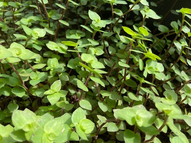 カリシアは庭の家の観葉植物で育ちます