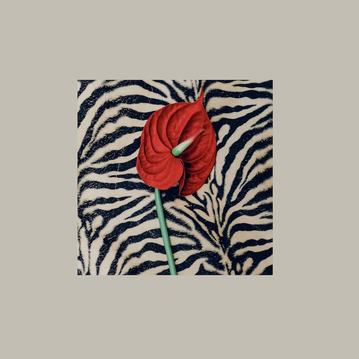 Photo calla fashion.trendy animal background print. minimalism