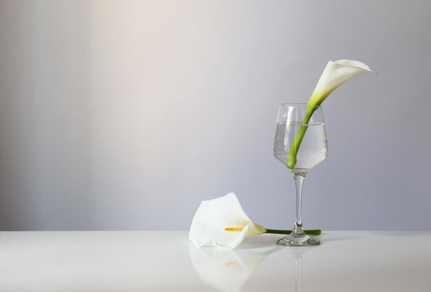白い背景の上のガラスにオランダカイウの花