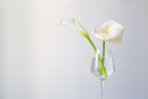 Calla flowers in glass on white background