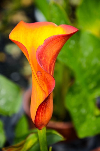 Calla Lelie Zantedeschia aethiopica