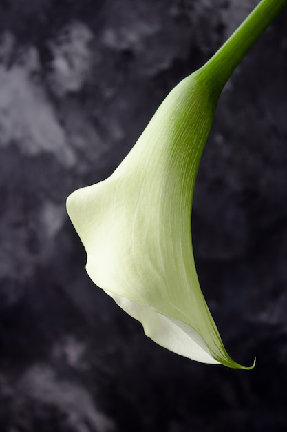 Calla leliebloem op een donkere muur