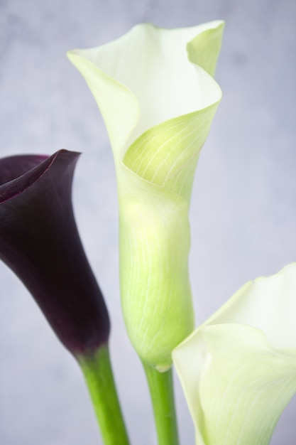 Calla leliebloem op een donkere muur