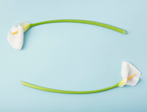 Calla leliebloemen op blauwe exemplaar ruimteachtergrond