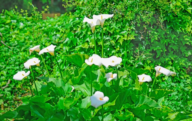 Calla lilies in a green park
