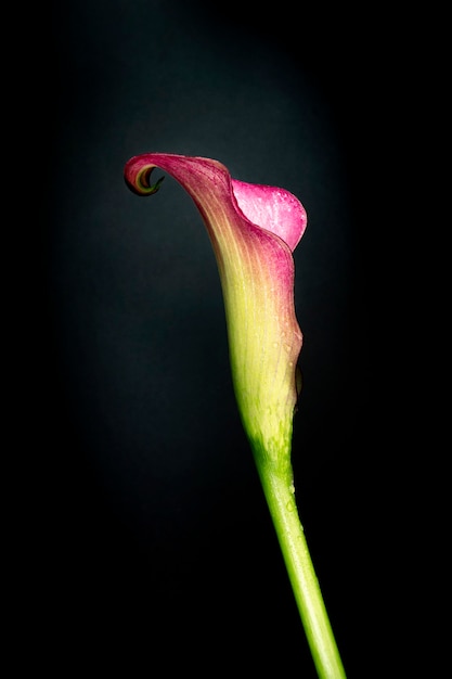 暗い背景にオランダカイウユリの花