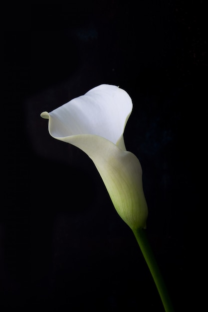 Foto fiore del giglio di calla su una parete scura