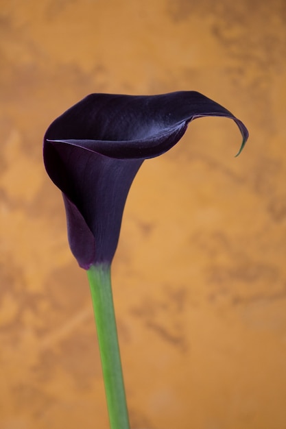 Calla lily flower on wall