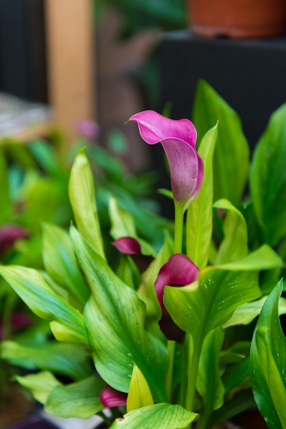 オランダカイウユリの花