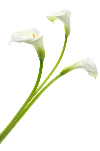 Calla Lily Flower