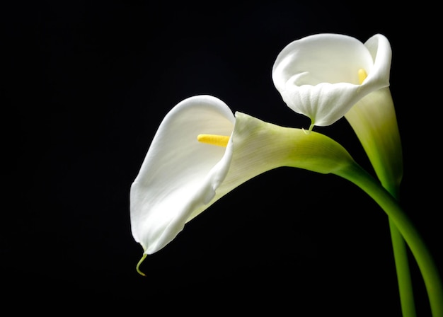 Calla Lily Flower